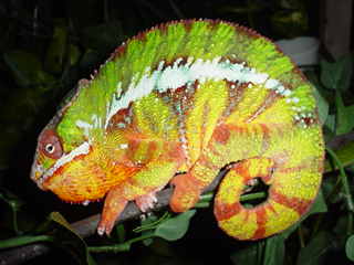 lipstick cham