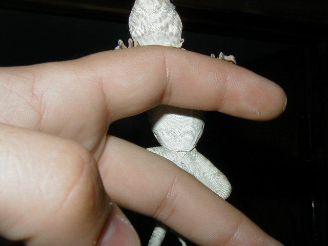 L1 Bottom