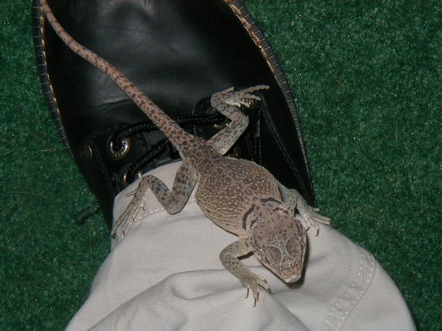 L2 Foot