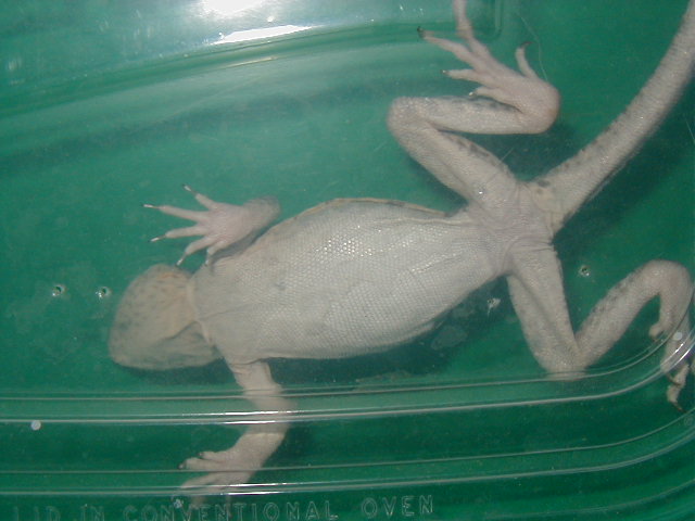 L2 Bottom