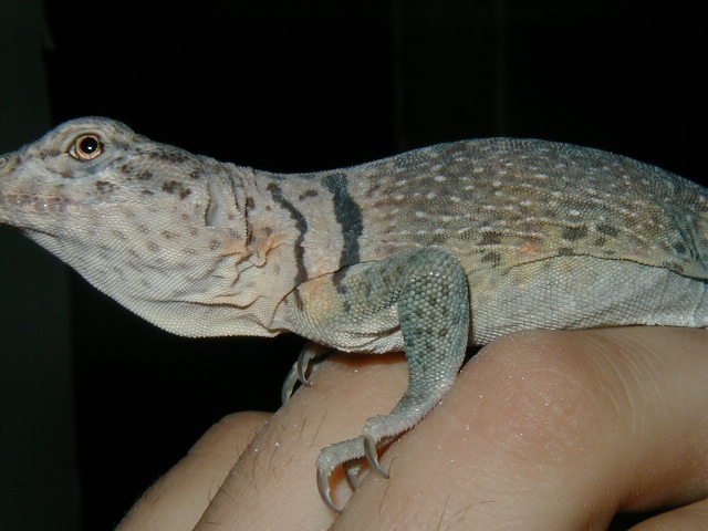L2 Profile