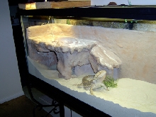 Pogo Rock wall
