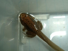 frog