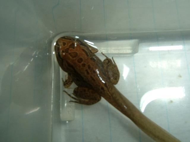 frog