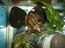 frog