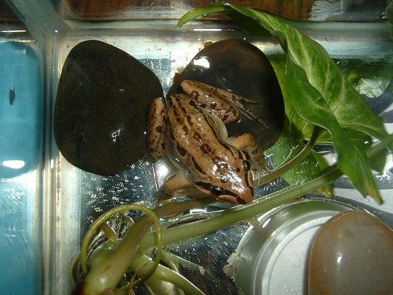 frog