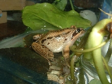 frog