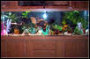 New items in aquarium