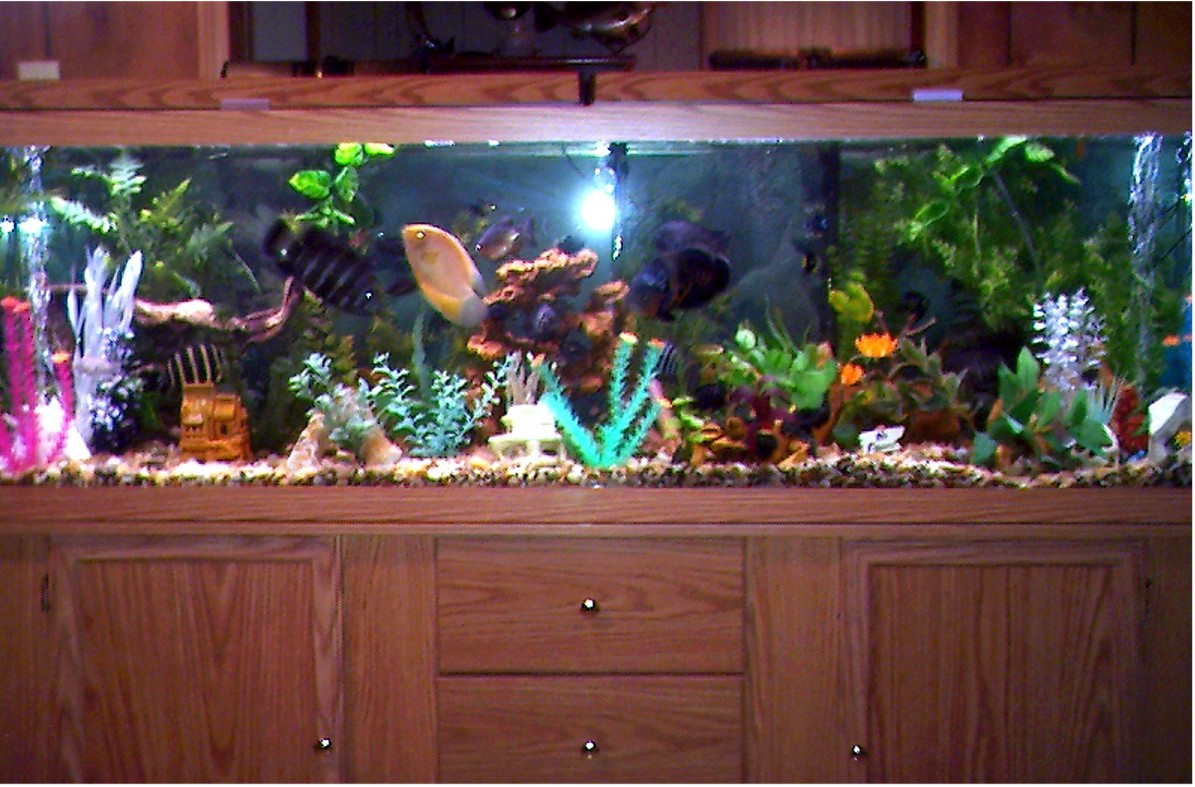 New items in aquarium