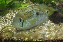 Aequidens metae