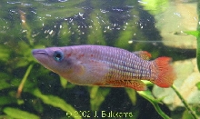 Aplocheilus lineatus