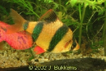 Barbus tetrazona