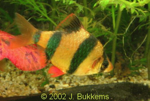 Barbus tetrazona
