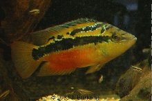 Cichlasoma salvini