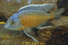 Copadichromis borleyi "kadango"