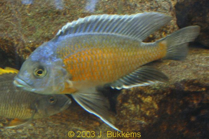Copadichromis borleyi "kadango"
