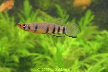Epiplatys dageti