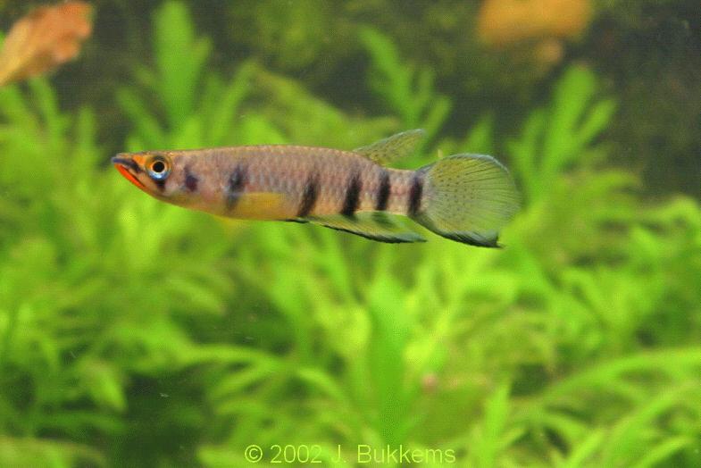 Epiplatys dageti