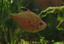 Hyphessobrycon erythrostigma