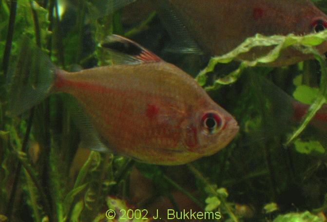 Hyphessobrycon erythrostigma