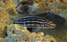 Julidochromis marlieri
