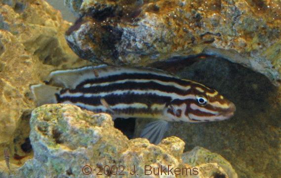 Julidochromis marlieri