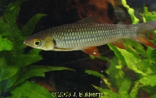 Leptobarbus hoevenii
