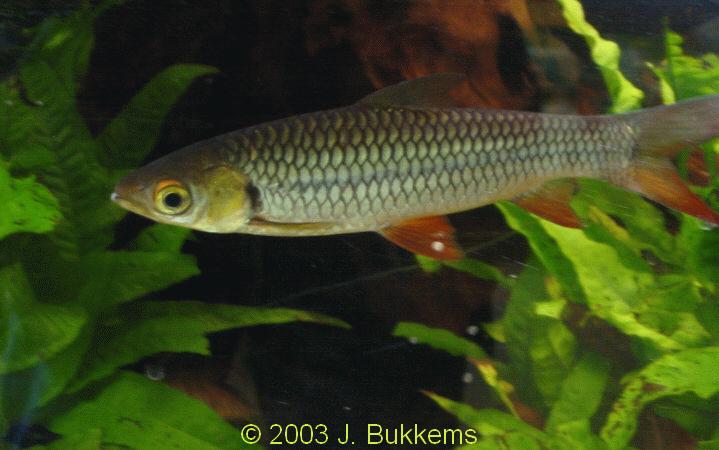 Leptobarbus hoevenii