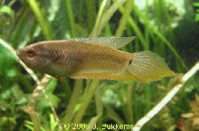 Macropodus opercularis