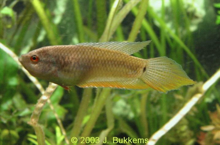 Macropodus opercularis