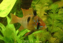 Mikrogeophagus ramirezi