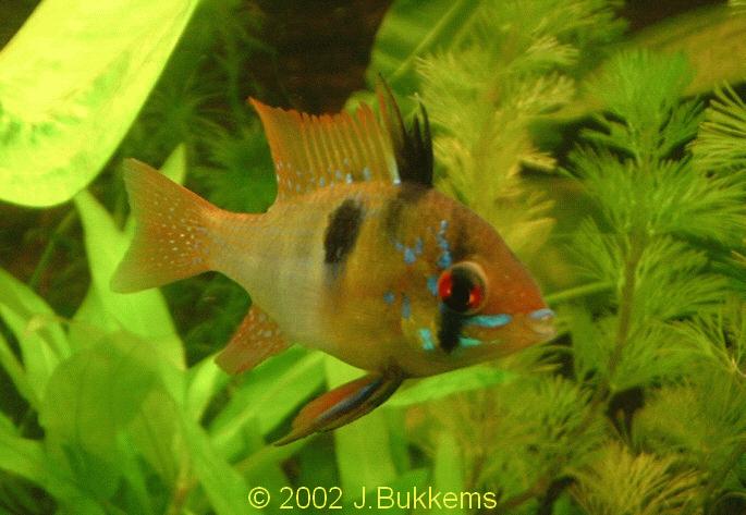 Mikrogeophagus ramirezi