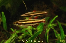 Nannostomus trifasciatus