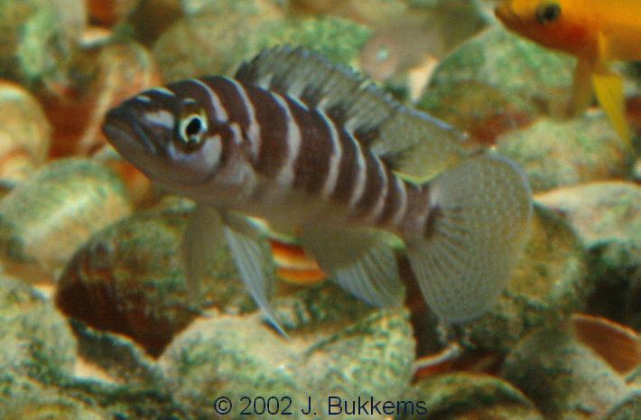 Neolamprologus cylindricus
