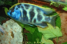 Nimbochromis venustus