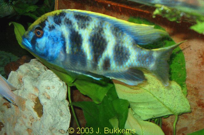 Nimbochromis venustus