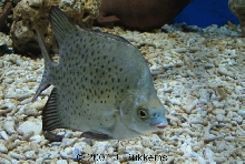 Scatophagus argus