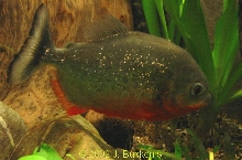 Serrasalmus nattereri