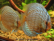 Symphysodon aequifasciatus