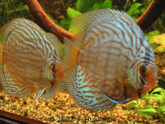 Symphysodon aequifasciatus