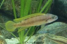 Telmatochromis bifrenatus
