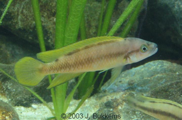 Telmatochromis bifrenatus
