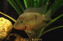 Thorichthys meeki