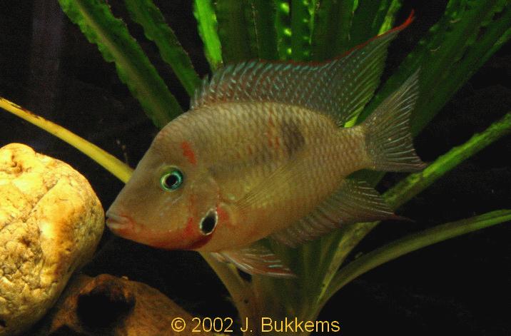 Thorichthys meeki