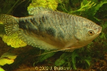 Trichogaster trichopterus sumatranus