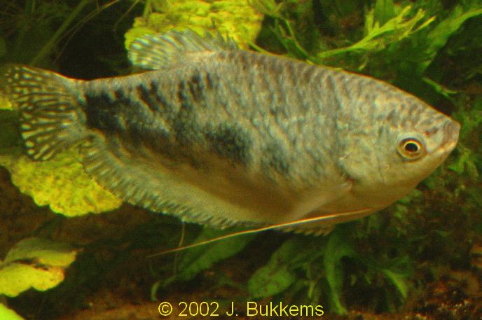 Trichogaster trichopterus sumatranus