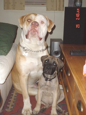 Trik & Toola