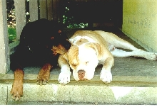 Trik and Keiser in happier days!