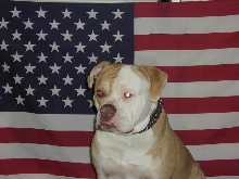 Trik being patriotic!