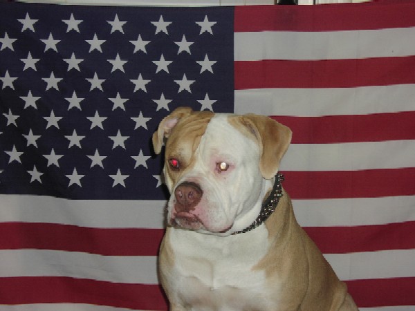 Trik being patriotic!